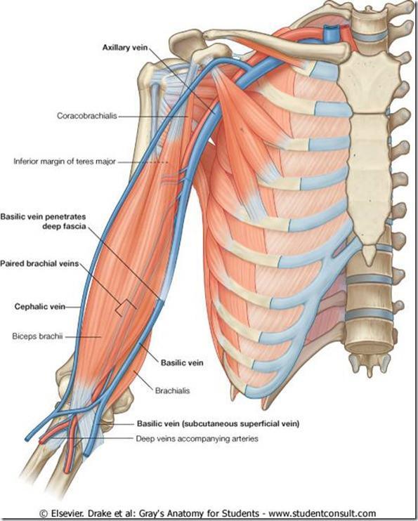 Venous Anatomy Brachial vein is deep to