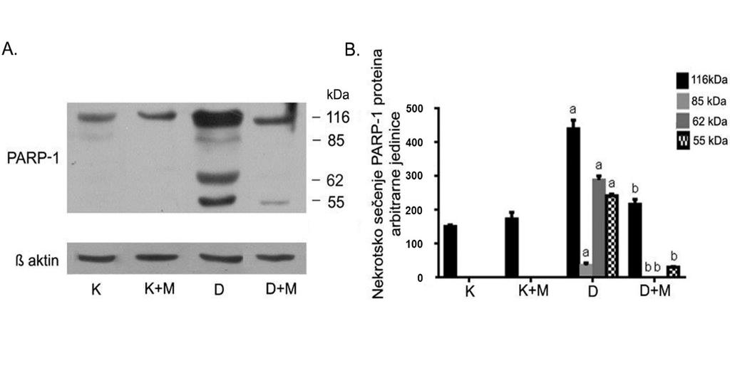 Slika 27. Imunoblot analiza proteina homogenata jetre pacova na prisustvo PARP-1 nekrotskih fragmenata p55 i p62 (A) sa grafickim prikazom rezultata njihove kvantifikacije (B).
