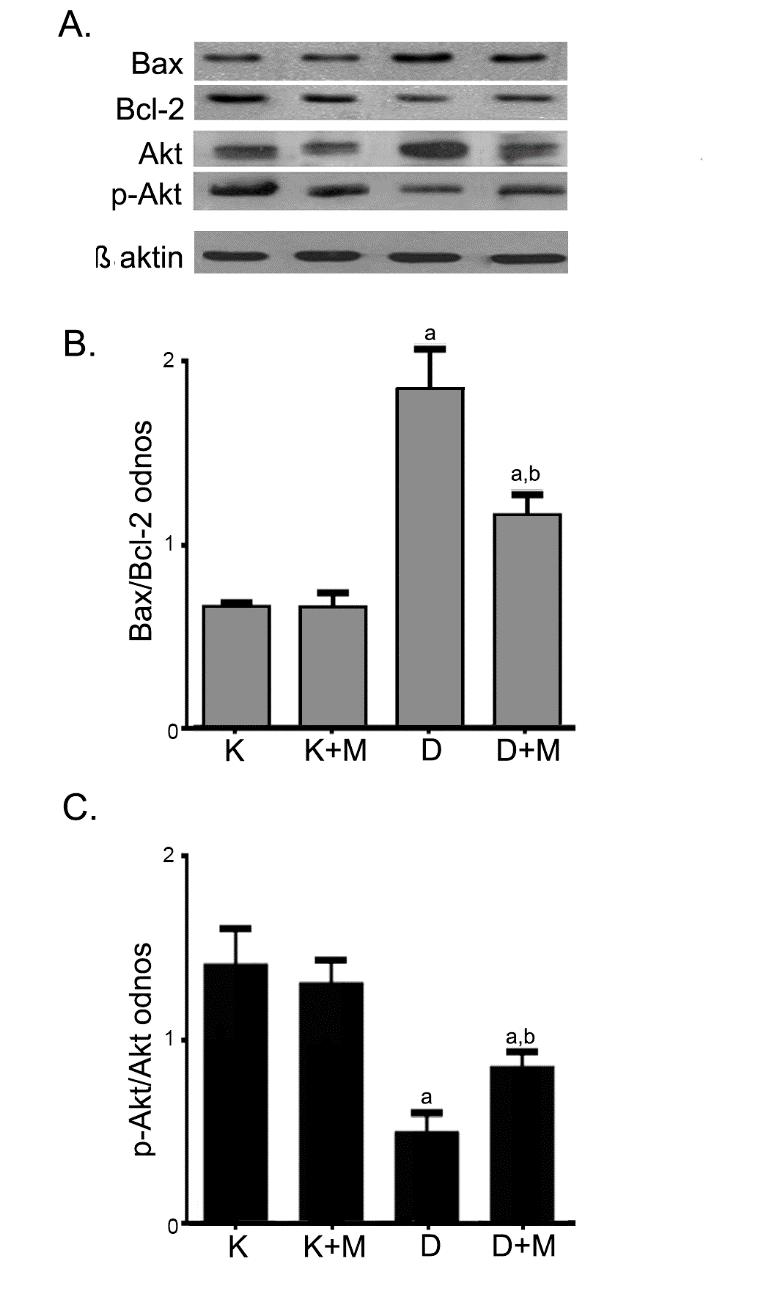Imunoblot analiza ukupnih homogenata jetre pacova pokazala je da tokom dijabetesa dolazi do značajnog povećanja prisustva Bax proteina (2 puta, p<0,05) i smanjenja prisustva Bcl-2 proteina za 30% u