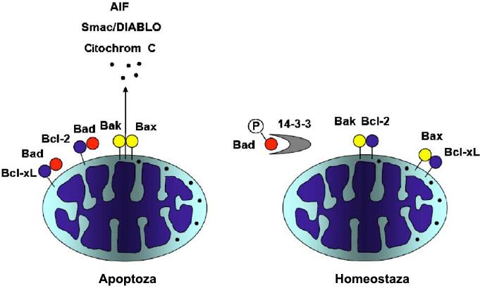 recruitment domains, CARDs). U odsustvu citohroma C ova interakcija je blokirana zahvaljujući strukturnoj konformaciji molekula Apaf-1(Cai i sar., 1998).