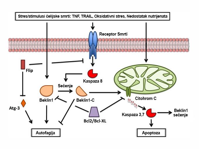 Slika 13. Molekularna povezanost apoptoze i autofagije. Beklin1 predstavlja ključnu tačku ukrštanja procesa apopatoze i autofagije.