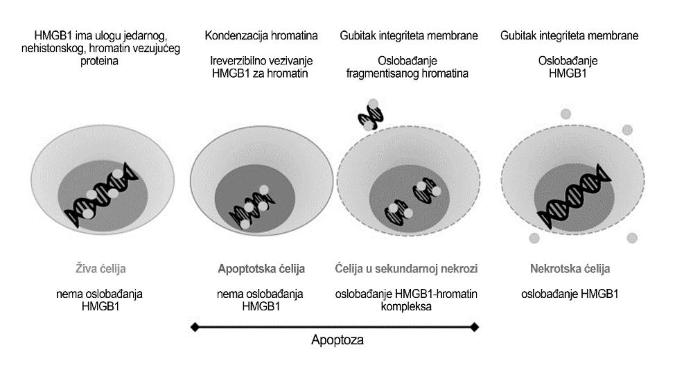 Slika 18. Oslobađanje HMGB1 proteina u vanćelijsku sredinu. U živim ćelijama HMGB1 ima ulogu jedarnog, hromatin-vezujućeg proteina. Tokom apoptoze, HMGB1 se ireverzibilno vezuje za hromatin.