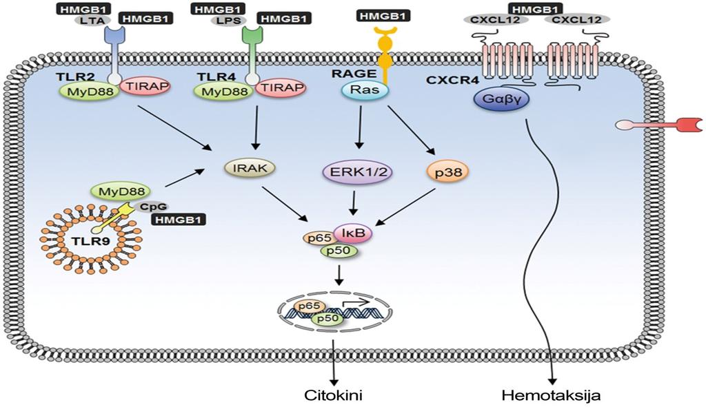 RAGE i TLR4 signalizacije preko formiranja kompleksa sa CXCL12 hemokinom i indukcije prenosa signala sa CXCR4.