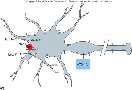 3 neurons & resting potential Figure 10.14 Figure 10.14a Figure 10.14b Figure 10.