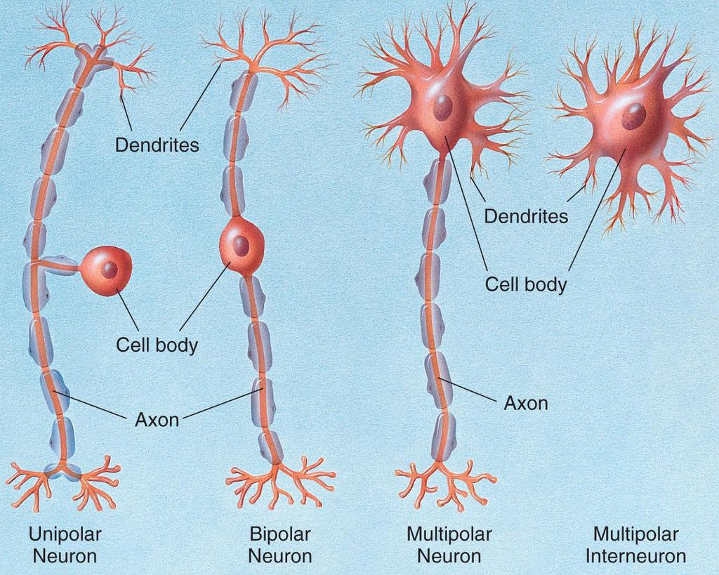 Anatomical Classes of Neurons Neurons do not all look alike.