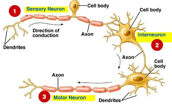 Functional Classes of Neurons information from tissue/organs