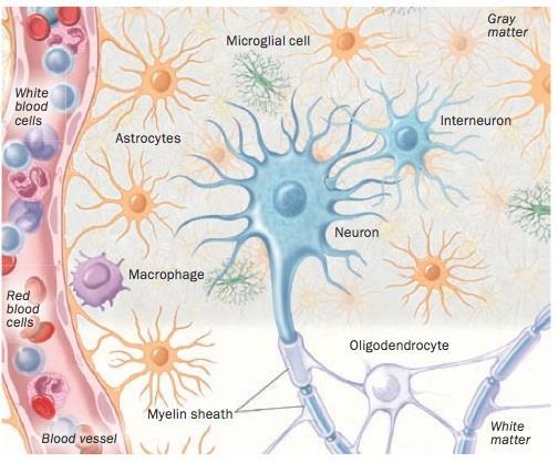 Glia: The Forgotten Cells of the NS Helper cells (glia = glue ) Outnumber neurons 5:1 Provide structural/metabolic support