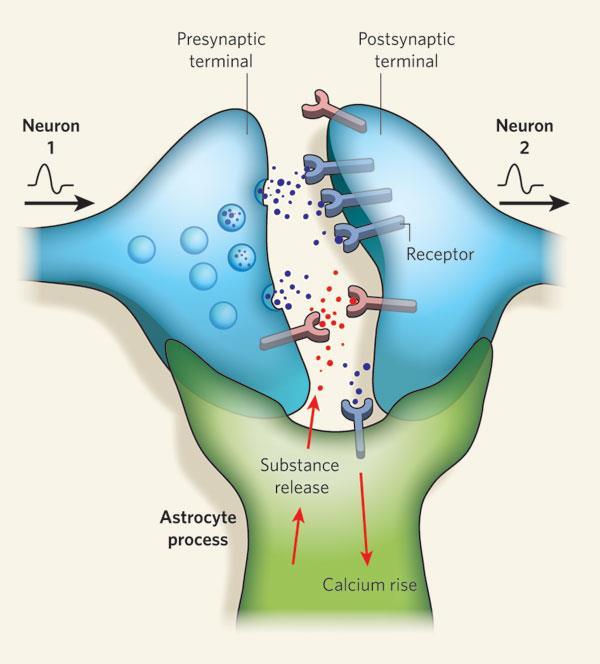 Astrocytes perform a variety of duties Control and communicate widely with many neurons: form a barrier to