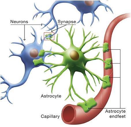 maintain the proper chemical state outside of neurons/remove waste surround synapses and can modify neuronal