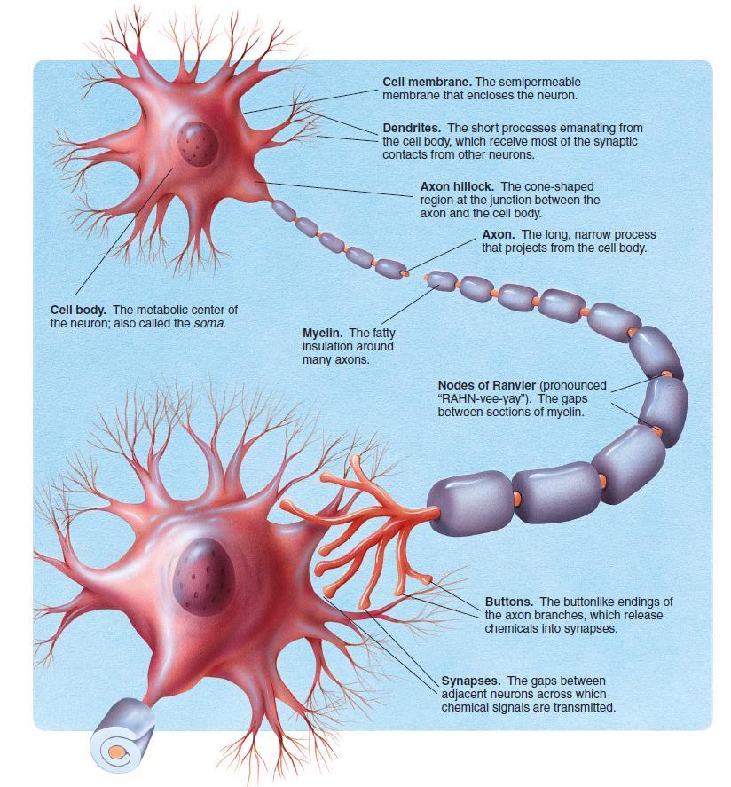 Major External Features of a Neuron A typical neuron has a cell body, dendrites and an axon.