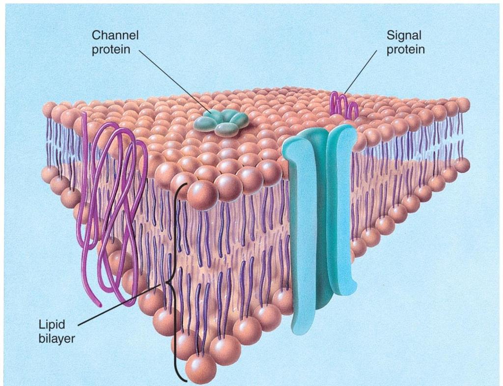 The Cell Membrane Lipid bilayer with embedded proteins separates inside and outside of cell selective permeability controls flow of