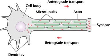 Visualizing Neurons 3 Retrograde: to trace axons projecting