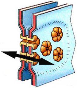 Synaptic Terminal Synapse transmits electrical signal from the terminal to other cells. 1. Electrical - transmit signal by direct contact through gap junctions. 2.