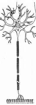 neuron Polymers formed from monomeric units.