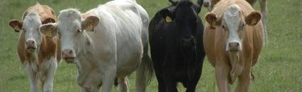 Materials and methods 60 crossbred beef heifers (fed above or below