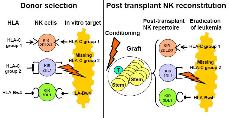 The second round of NK cell education - Ruggeri et al.