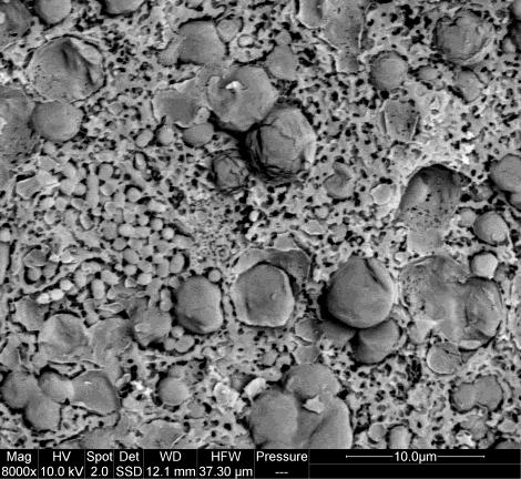 Cryo-SEM of cooked curd