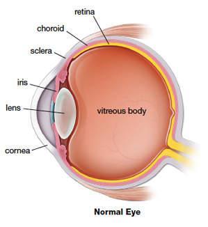 If you have any questions, you could write them down to help you remember to ask one of the hospital staff at your next visit. What is the retina?