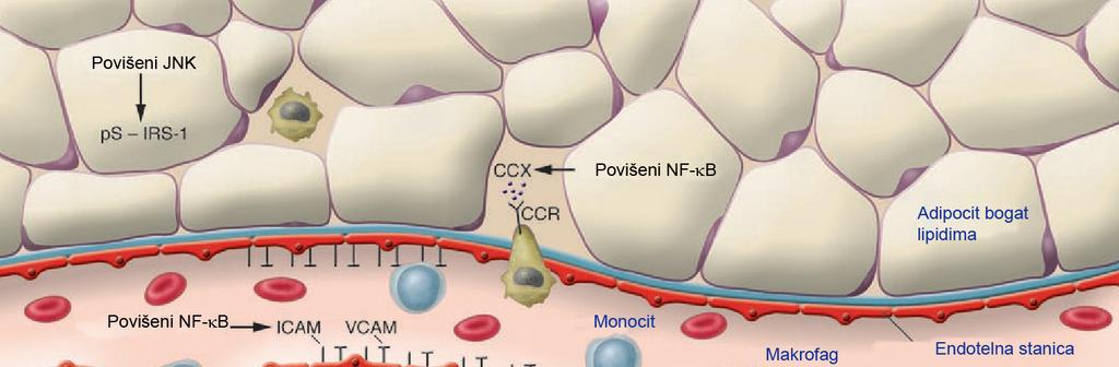 Povećano odlaganje masti u adipocitima dovodi do proizvodnje proupalnih citokina, uključujući TNF-α, IL-6, IL-1β i rezistin, koji sudjeluju u indukciji i održavanju subakutnog upalnog stanja