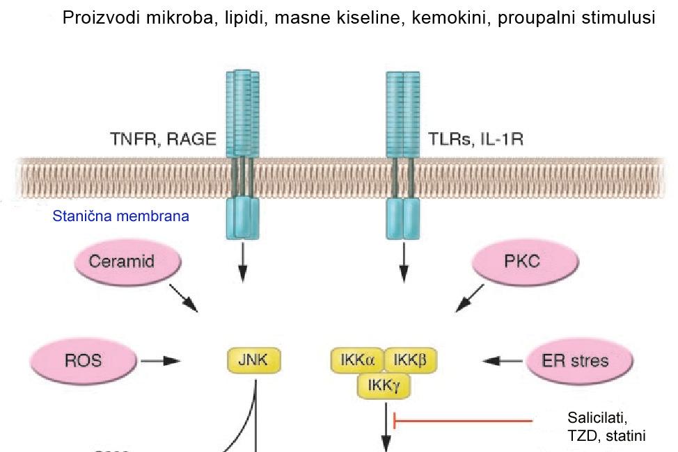 inzulinskog receptora 1 (IRS-1) na mjestu serina [40], čime se inhibira normalni prijenos signala preko inzulinskog receptora putem tirozin kinaze.