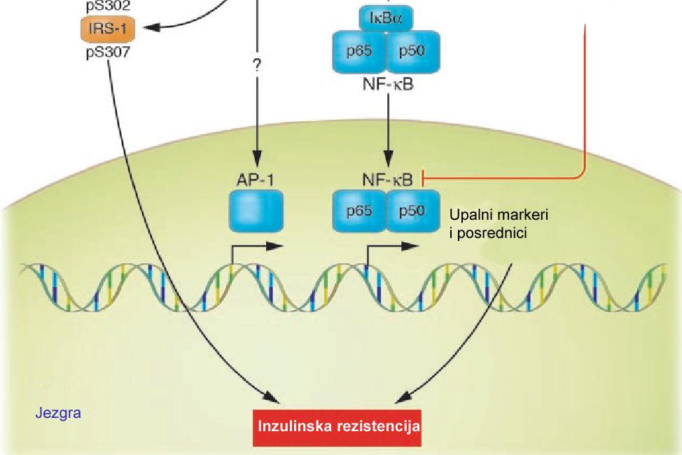 Potencijalni celularni mehanizmi za aktivaciju upalnog signaliziranja TNFR-receptor za TNFα; RAGE-receptor za AGE; TLR-receptor za Toll; IL-1R-receptor za IL-1; ROSreaktivne molekule kisika;
