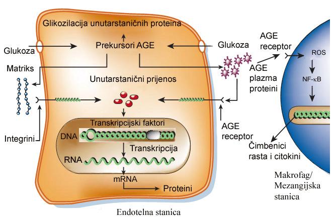 proteini se vežu za AGE receptore. Aktivacijom RAGE započinje proizvodnja proupalnih citokina i čimbenika rasta koji mogu dovesti do promjena na krvožilju.