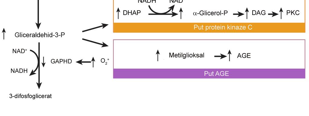 NADP-nikotinamid adenin dinukleotid fosfat; GFAT-glutamin: fruktoza-6 fosfat amidotransferaza; DHAP-dihidroksiaceton fosfat; AGE- kasni produkti glikozilacije Izvor: Brownlee M.