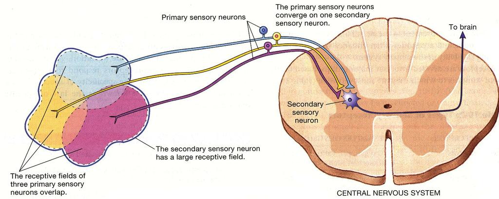 Stimulus Location Sensory receptive fields vary in size and frequently overlap.