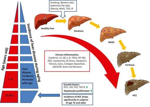 Impact on aging of liver disease