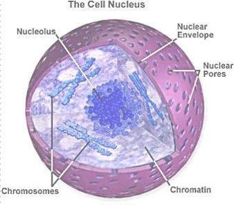 Nucleolus Site for