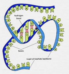 RNA Ribonucleic acid is a similar molecule to DNA,