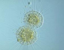 Reproduction Unicellular organisms such as bacteria use cell division for reproduction.