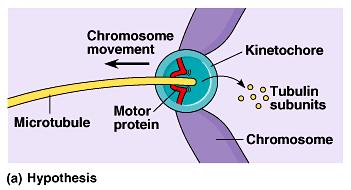 One hypothesis for the movement of chromosomes in anaphase is that motor proteins at the kinetochore walk the attached chromosome