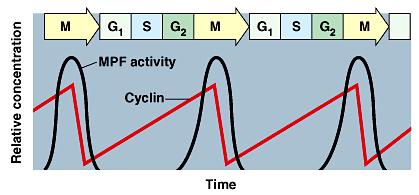 Cyclin levels rise sharply throughout interphase, then fall abruptly during mitosis.