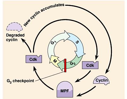 MPF ( maturation-promoting factor or M-phasepromoting-factor ) triggers the cell s passage past the G 2 checkpoint to the M phase.
