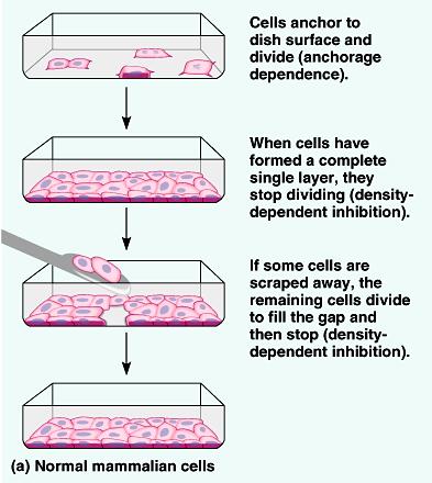 Growth factors appear to be a key in densitydependent inhibition of cell division.