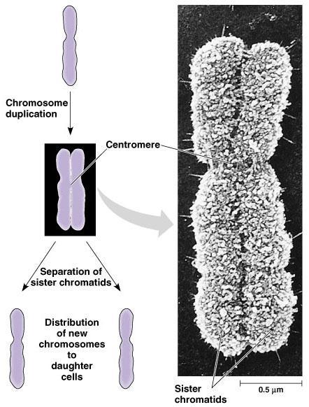 Chromatid just what we need, another chromaword.