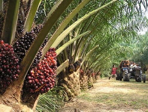 develpment Oil palm