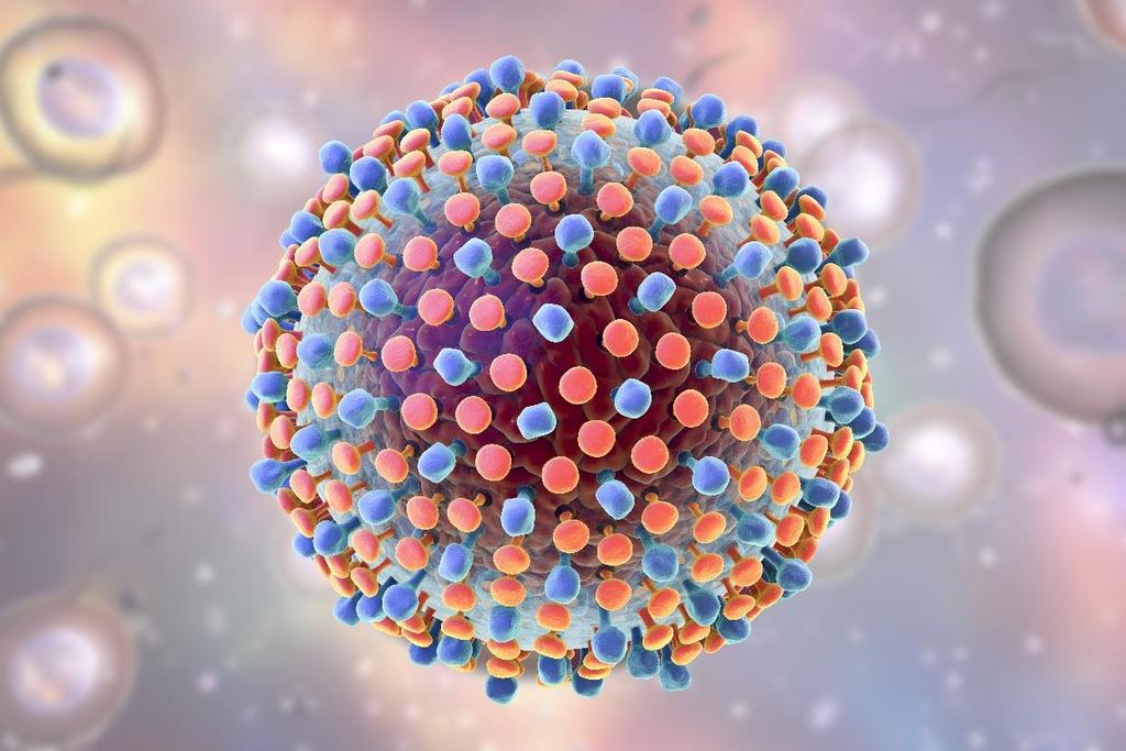 Hepatitis C Virus (HCV) Single-strand, positive sense RNA flavivirus Spread through blood and body fluids Predominantly infects liver cells