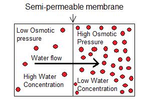 Diagram Thermodynamics principle can be used to explain: Plasmolysis - occurs when mammalian cells are placed in sucrose solution exceeding 0.25m in concentration. Cell loose water and shrink.