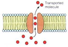 ii) Carrier proteins. bind to a specific molecule and transfer it across the bilayer by the process of facilitated diffusion. Carrier proteins are highly specific.