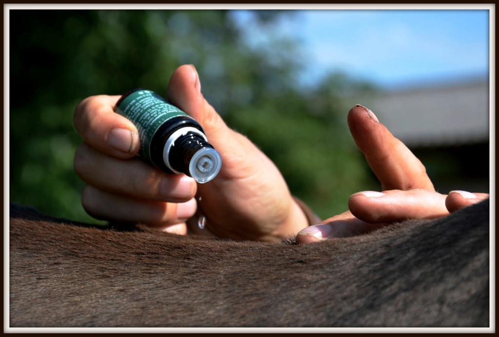 The Equine Raindrop is a modality that uses a combination of essential oils and body work to bring electrical balance and structural alignment to the horse's body.