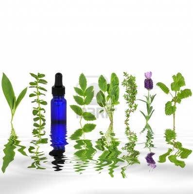 What are Essential Oils Essential oils are subtle, aromatic and volatile liquids extracted from the flowers, seeds, leaves, stems, bark and roots of herbs, bushes, shrubs and trees.