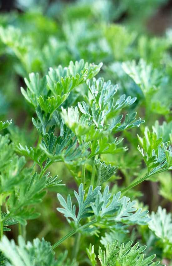 Artemisia absinthium PUTTING BITTER BACK IN OUR DIETS One of the easiest and most effective ways to put bitter back in our diets is by CONSUMING BITTER HERBS But, foraging for bitter herbs like our