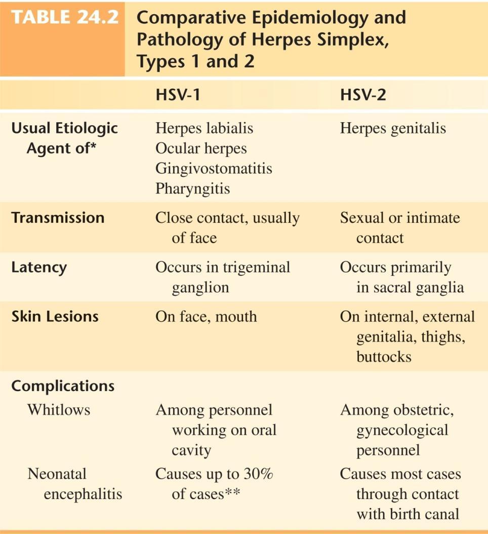 General Properties of Herpes Simplex Viruses Humans susceptible to 2 varieties HSV-1: usually lesions on the oropharynx, cold sores, fever