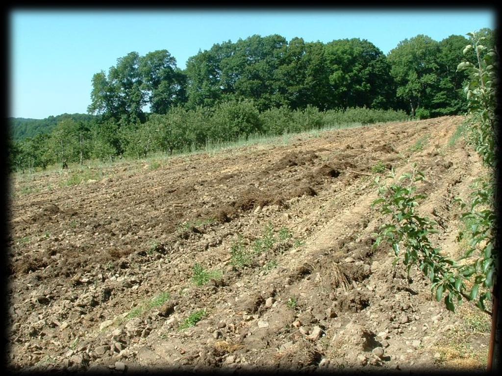 When is a Soil Test Appropriate? Pre-plant ALWAYS!