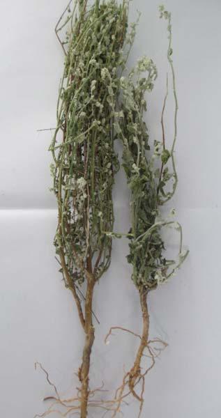Leaves (20) Roots (18) Rhizomes (15)