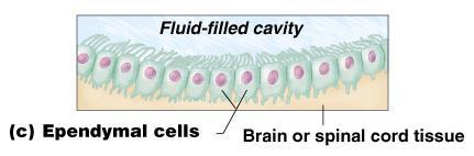 Nervous Tissue Ependymal cells (CNS) Line cavities