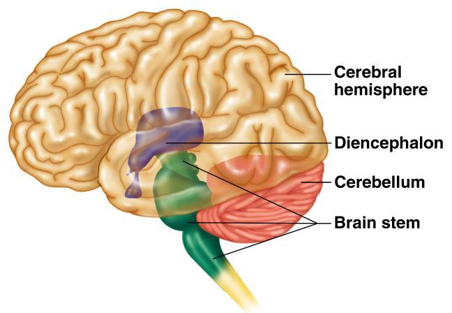 The brain The brain interprets the information it gets though your senses in order to monitor and regulate your body functions.