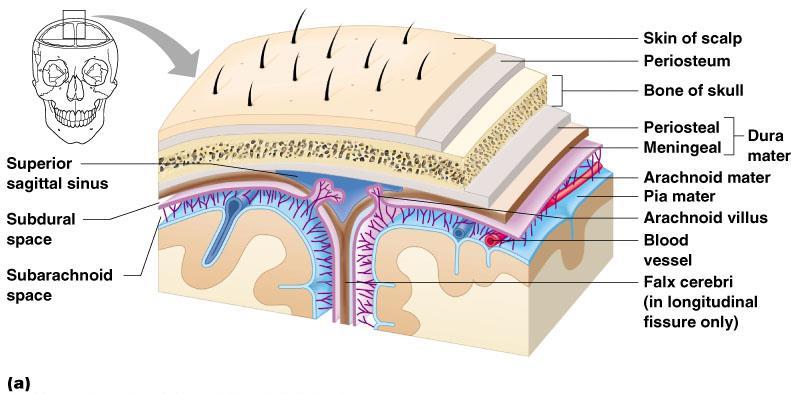 Protection of the CNS The CNS is protected by the meninges composed of three layers of membranes that cover the brain and spinal cord :